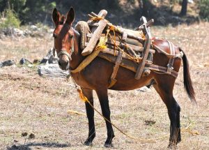 donkey mule