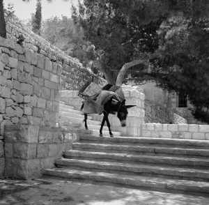 donkey steps better