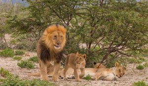 lion group