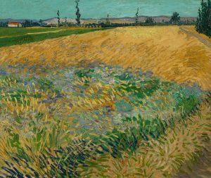 ach wheat