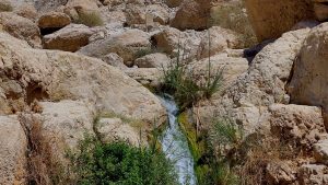 ben nanas spring