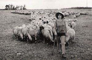 davar shepherd