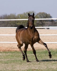 horses arabian