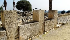 horses megiddo