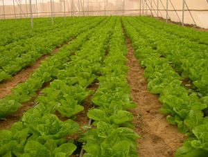 gaza gk veg
