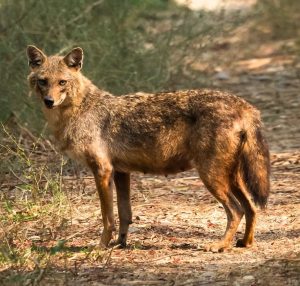 fox jackal
