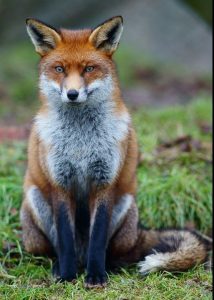 fox smart