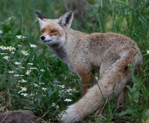 fox tail