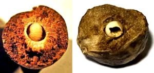 gallnuts with wasp