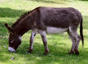 pinhas donkey