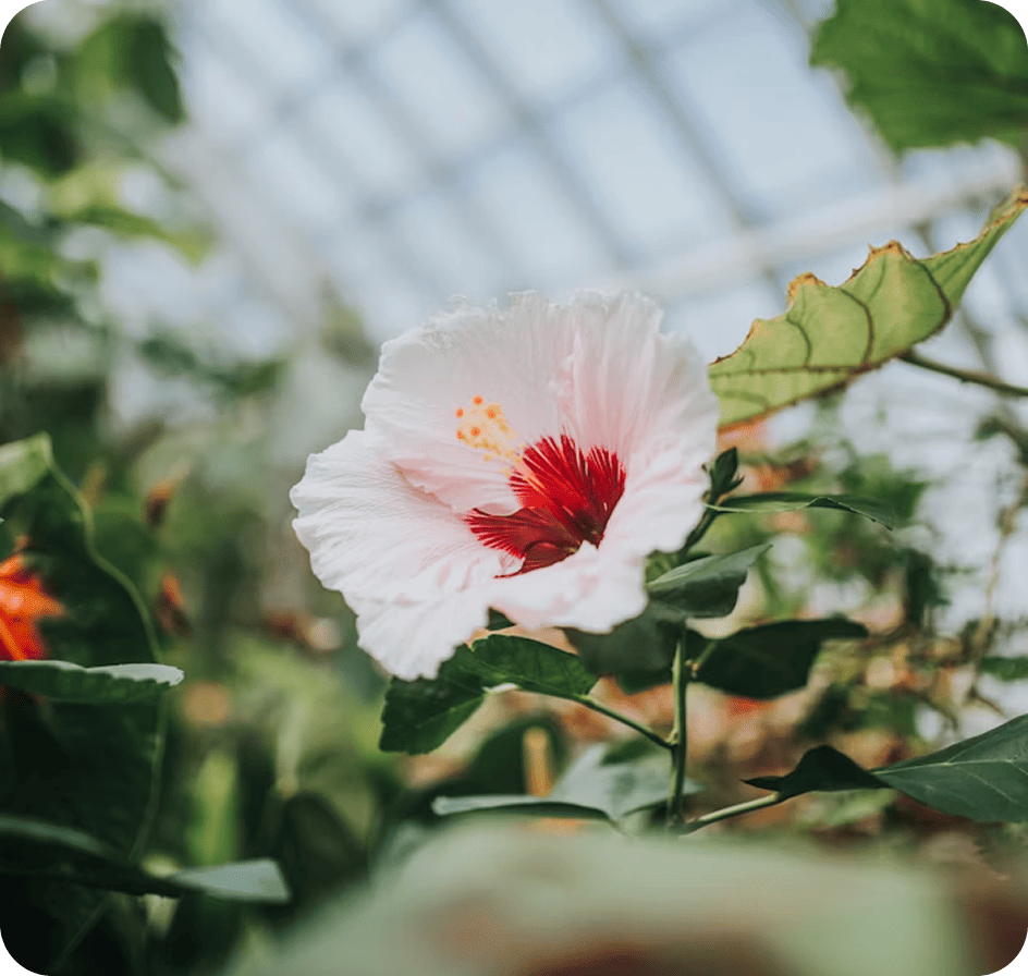 flower