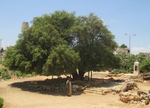 asherah alon