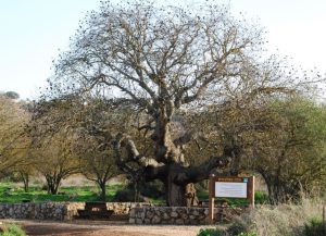 asherah north