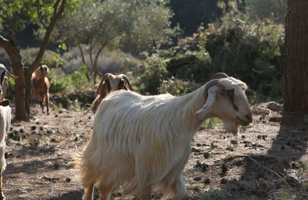 gezera goats